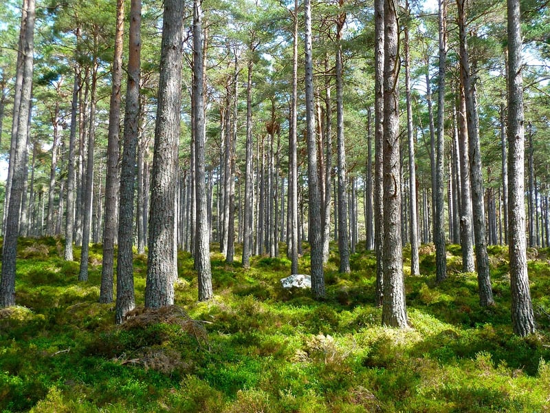 Woodland Feasts