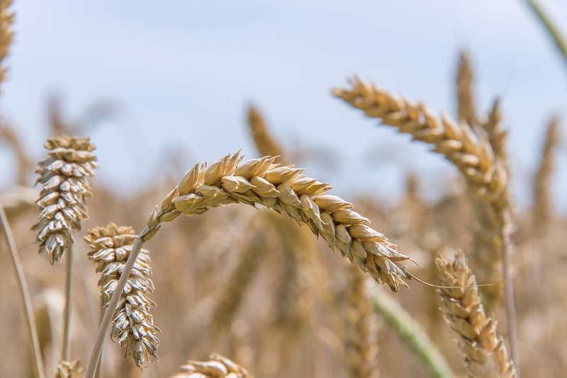 Rustic Wheat Field